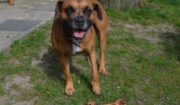 Klinik Deerth - Hund Klinik Deerth - Hund